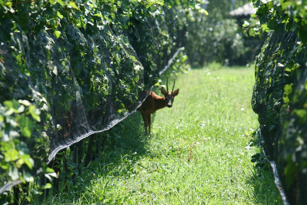 B&B Il Vigneto Мелано Екстер'єр фото